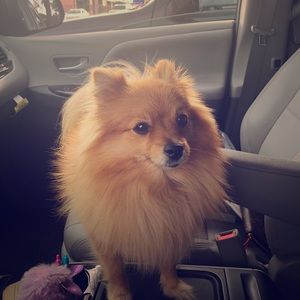 Meet your Posher, อัจจิมา